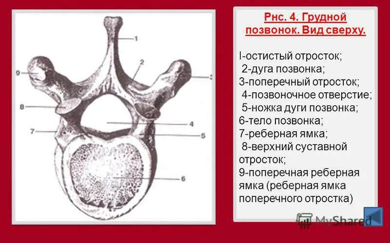 Грудной позвонок анатомия. Отростки грудного позвонка. Строение грудного позвонка на латыни. Дуга грудного позвонка. Грудное отверстие