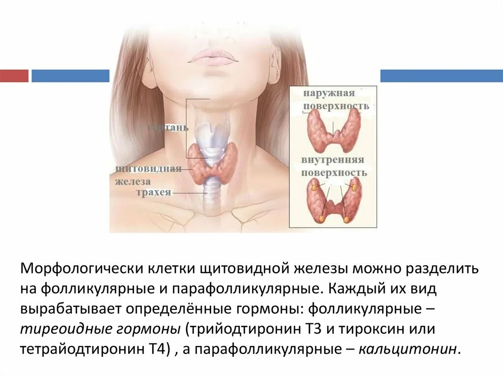 Увеличенная щитовидная железа. Основные симптомы заболевания щитовидной железы. Как выглядит щитовидная железа. Исследование зоба