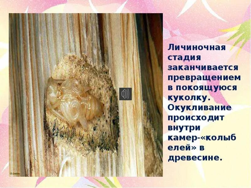 Заканчиваться превращаться. Shape shifter солдаты оборотни. Молодость заканчивается когда косметичка превращается в аптечку. Косметичка превращается в аптечку. Ровно в полночь каникулы превратятся третью четверть.