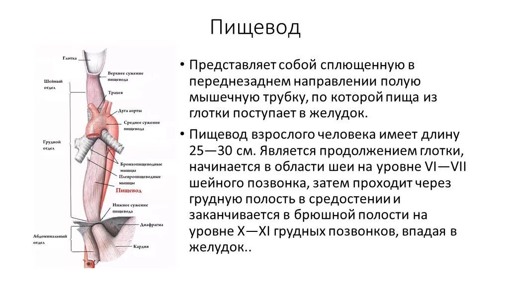 Какие органы входят в пищевод. Физиологические строение пищевода. Шейный отдел пищевода анатомия. Пищевод топография строение. Топография пищевода человека анатомия.