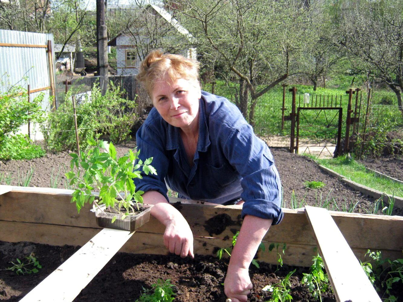 Огородик пряных трав. Огород на 1 сотке. Красивые грядки. На дачном участке мама посадила 5 грядок. На дачном участке мама посадила 5 грядок.