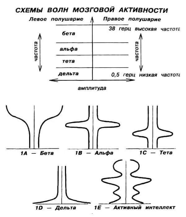 Волны мозга Альфа бета тета. Альфа бета Дельта волны. Альфа частота головного мозга. Альфа бета гамма частоты.