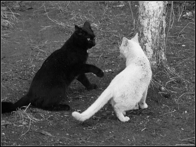 против черный кот