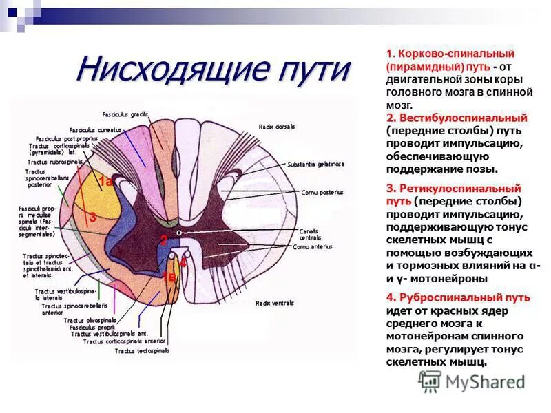 Передний столб спинного мозга. Вестибулоспинальный путь спинной мозг. Передний корково-спинномозговой (пирамидный) путь. Вестибулоспинальный путь функции. Gbhfvblysqпути головного мозга.