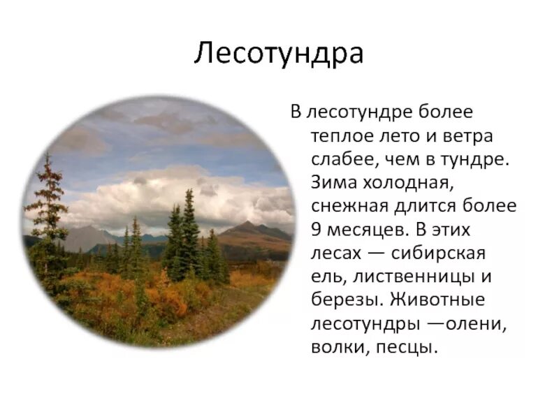 Лесотундра природная зона климат. Климат лесотундры в России. Характеристика лесотундры. Лесотундра характеристика климата. Температура в тундре и лесотундре