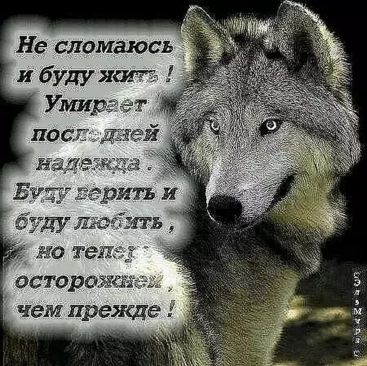 Pin on Статусы про волков Life quotes, Quotes, Philosophy