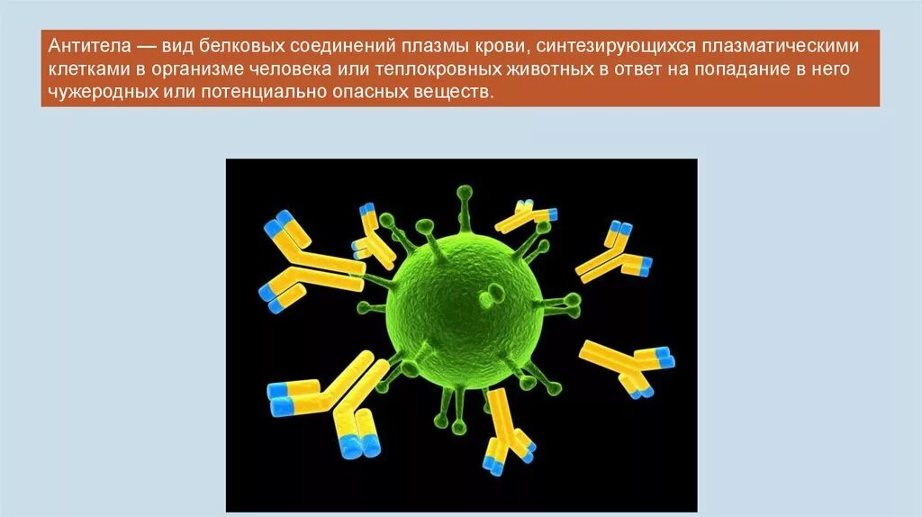 Антитела форма. Виды антител. антитела вид белковых соединений. антитела плазмы крови являются. клетки антитела.