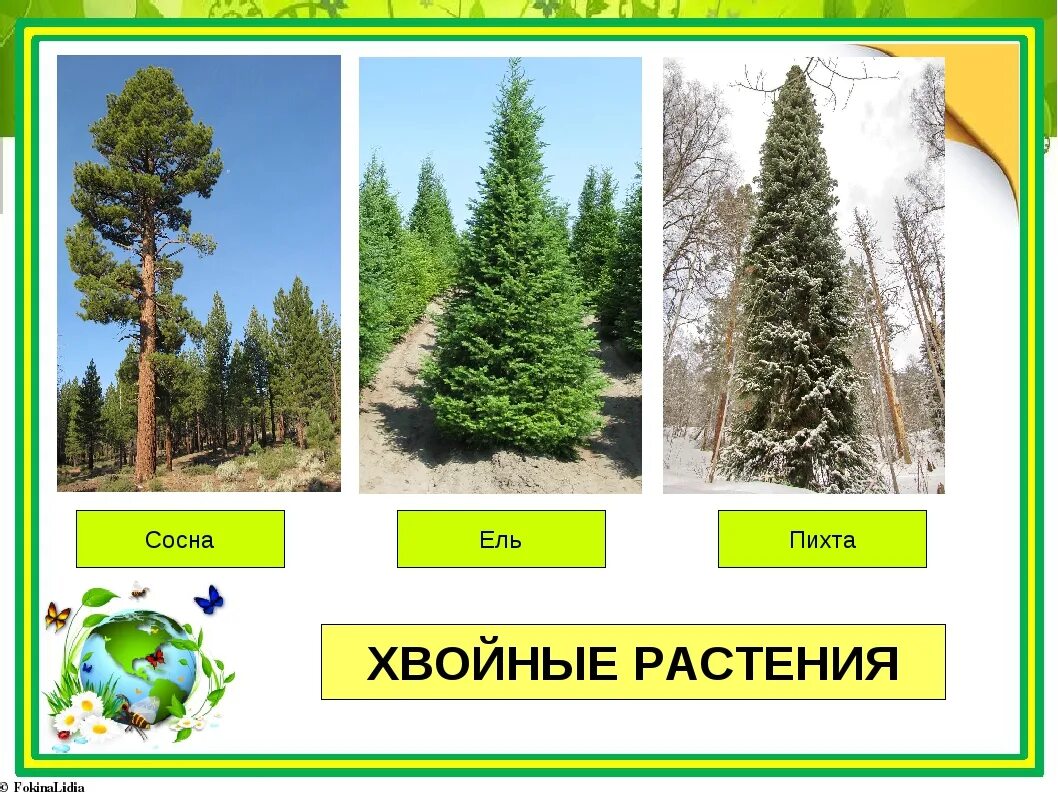 Чем отличается елка от сосны. Ель сосна пихта. пихта и ель отличия. ель пихта сосна разница. ель елка сосна пихта.