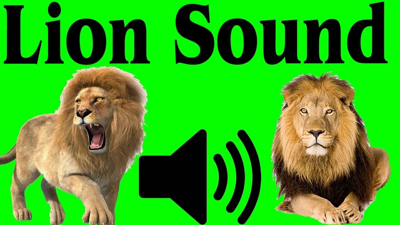 Звуки 2021 года. Lion Sounds. Со звуком Лев. Лёв звуки. ￼ Lion Roar Sound.