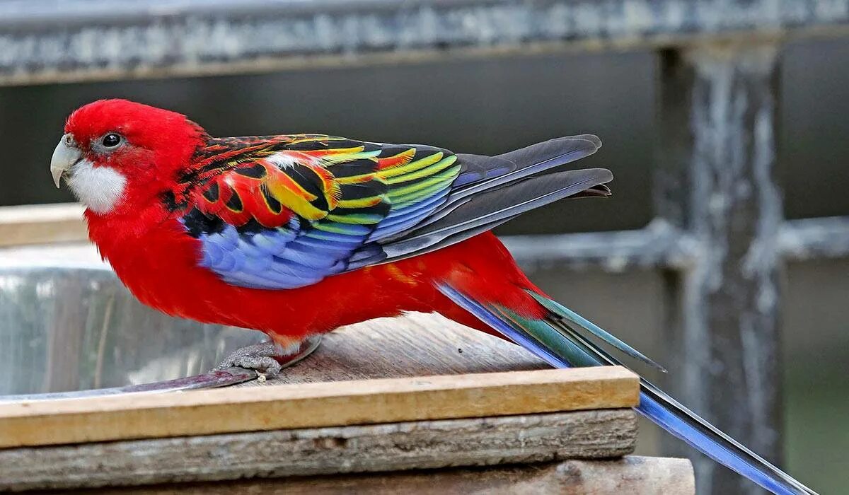 Пестрая розелла попугай. Попугай розелла рубиновая. Пестрая розелла попугай. Попугай розелла. Розелла попугай фото.