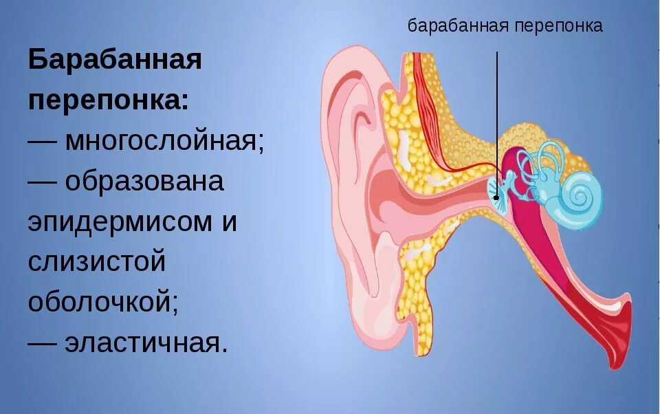 Барабанная перепонка находится в ухе