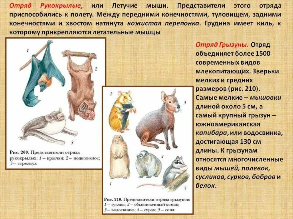 Представители класса звери. Отряды отряд рукокрылые представители. Представители рукокрылые 7 класс биология. Грызуны представители отряда млекопитающих. Отряд Туко крылые представители.