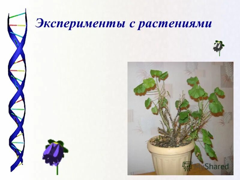 Хлорофитум росток. Опыты с комнатными растениями. Эксперименты с растениями для детей. Эксперимент с комнатными растениями. Эксперимент с комнатными растениями.