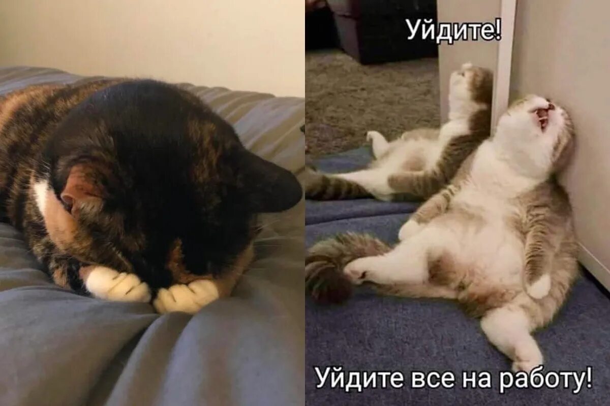 Я ушла с хорошей работы. Выглядываю из угла с текстом. Ушла навсегда. Почему вы ушли с предыдущей работы. Уволился с работы.