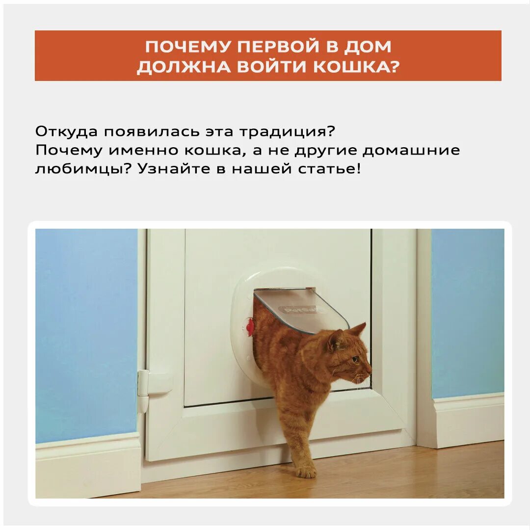 Почему кошка заходит в дом. Почему кошки уходят из дома. почему кошки и коты уходят из дома. почему котенок ушел из дома. почему кот уходит из дома примета.