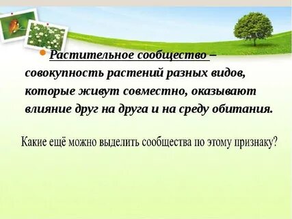 Совокупность всех растительных организмов