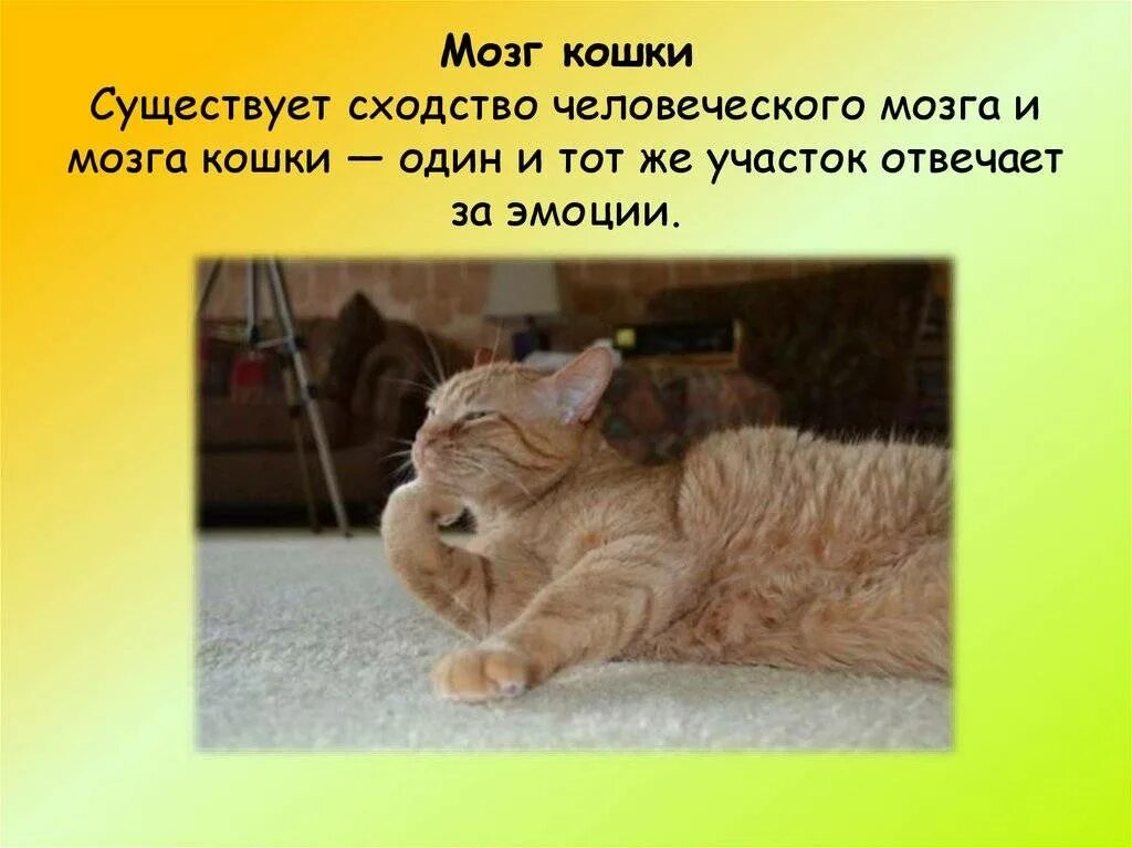 Кошки память на русском. В память о кошке. Кошка помнит. Какая память у кошек.