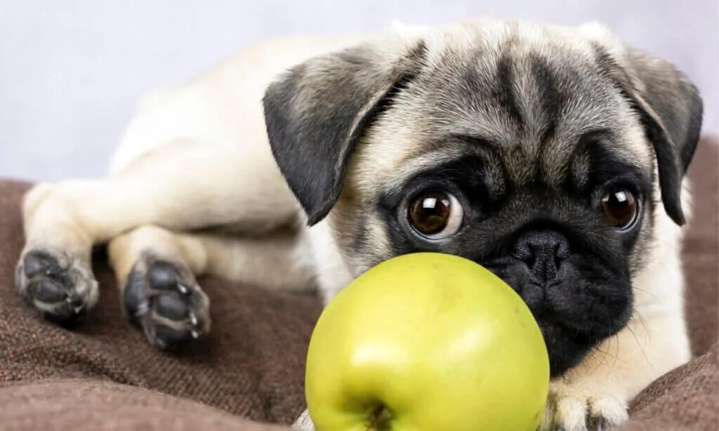 Можно щенка яблоко. Мопс с яблоком. Собака ест яблоко. Собака с фруктами на голове. Пёсик и фрукты в саду.