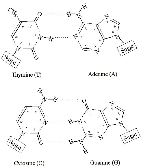 Тимин формула. Аденин Тимин. Аденин гуанин. Аденин + гистидин. Аденин и гуанин связь.
