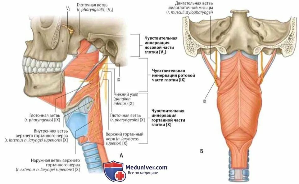 Нерв глотки. Глотка строение топография кровоснабжение иннервация. Верхний констриктор глотки анатомия. Топографическая анатомия глотки.