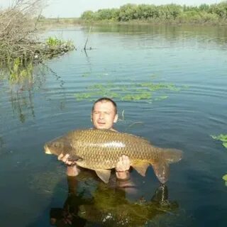 Золотой карп орел рыбалка