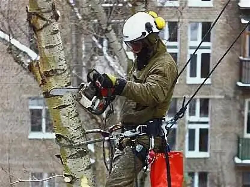 Спил деревьев альпинистами. Спил дерева. спил деревьев на участке. обрезка деревьев. арбористы.