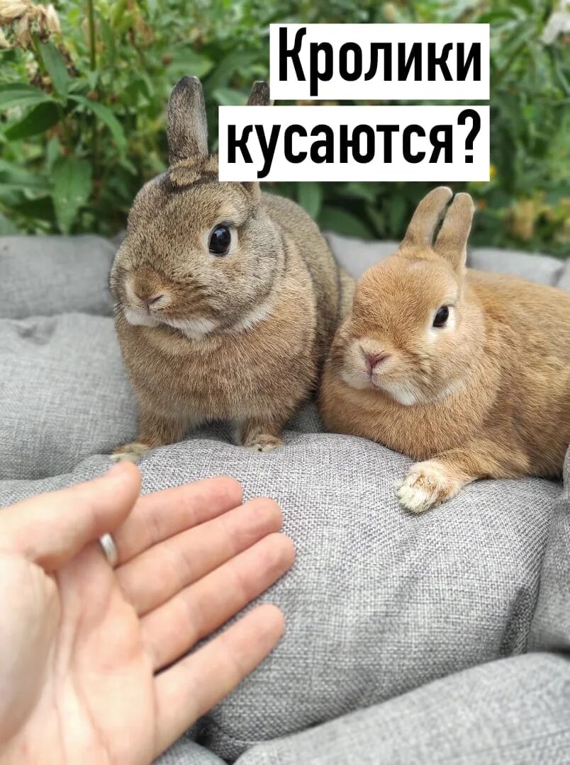 Декоративные кролики кусаются. Кролики кусаются. Кролики кусаются. Кролики кусаются. Кусаются ли домашние кролики.