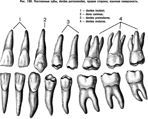 Резцы клыки премоляры моляры анатомия. Зубы анатомия 4 и 5 нижняя челюсть. Анатомия зубов верхней и нижней челюсти. Строение 4 зуба верхней челюсти.