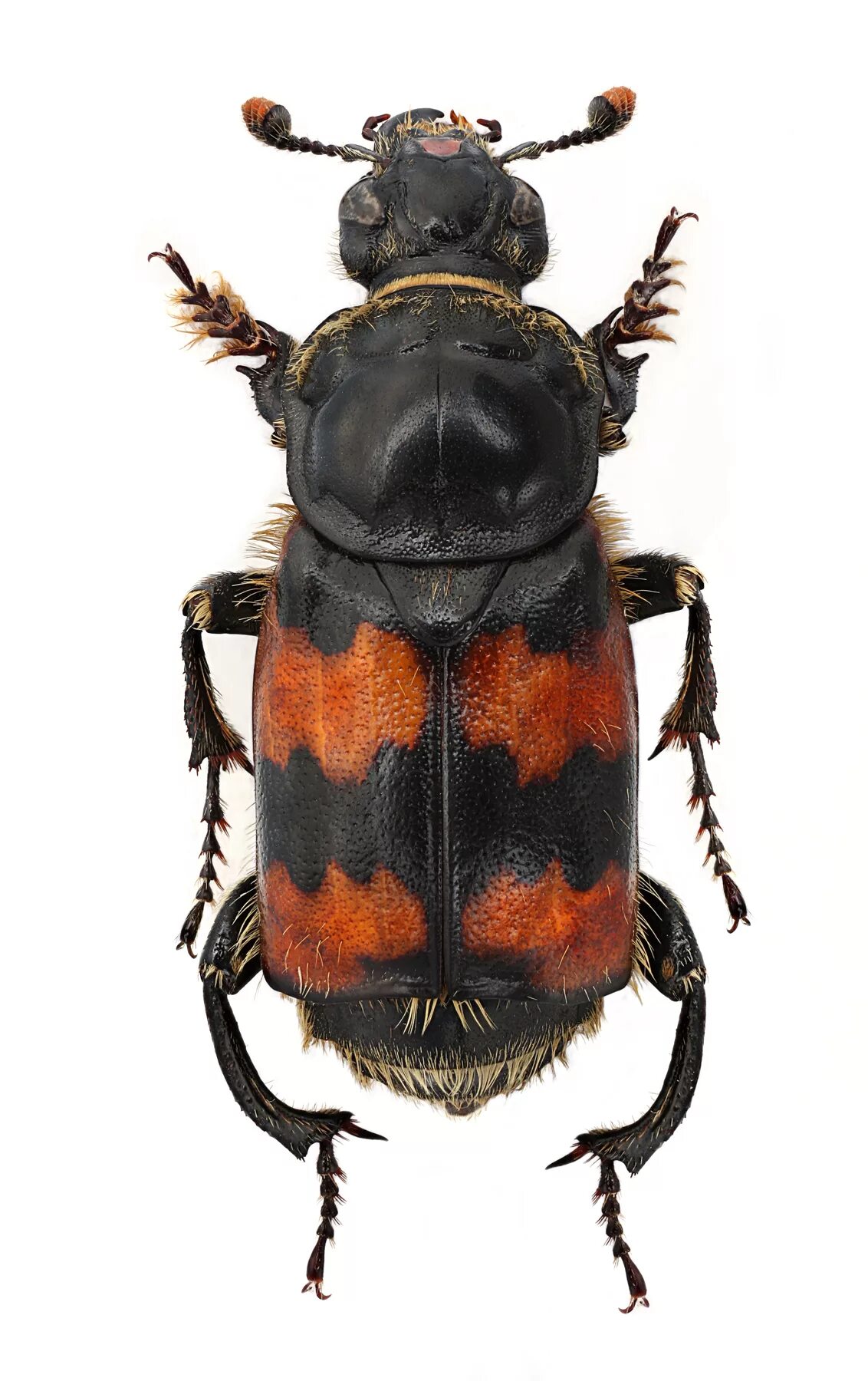 Могильщик рыжебулавый Жук. Погребальный могильщик (Nicrophorus vespillo). Nicrophorus vespillo (Linnaeus, 1758). Могильщик ритебулавный (Microphorus vespillo).