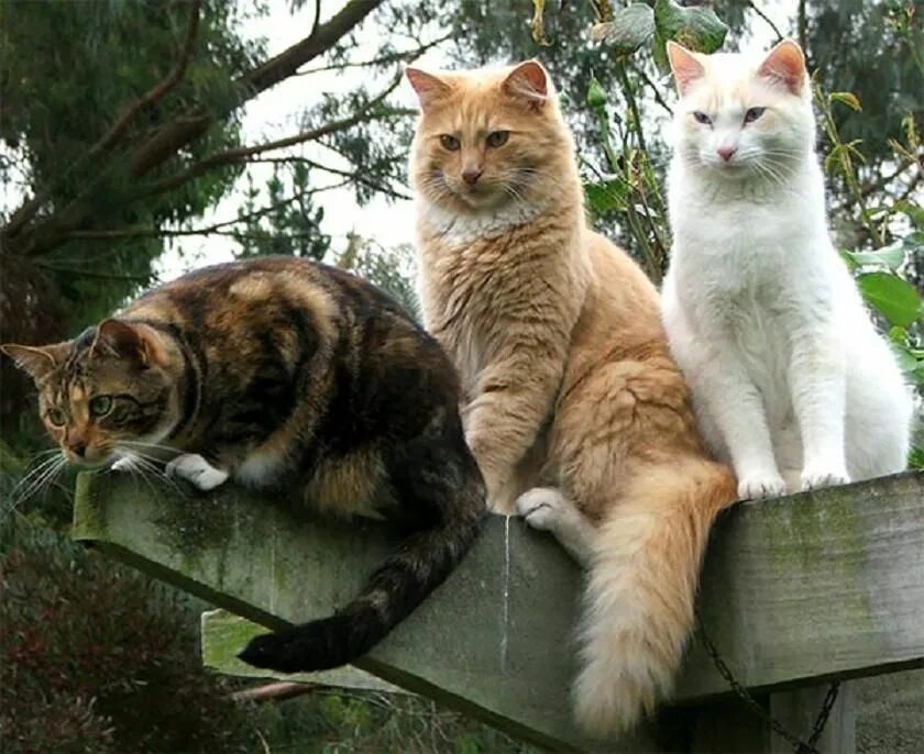 Кошка в квартире. Три кошки дома. Уютный котик. Коты уют. Четыре кота.