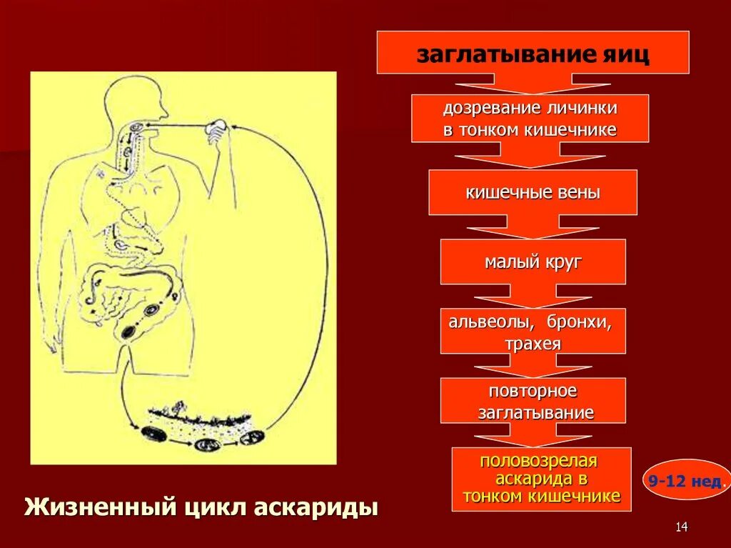 Развитие личинки в теле хозяина аскарида