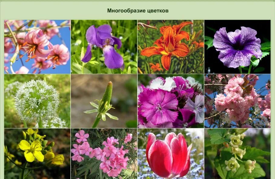 Разнообразие растений 6. Разнообразие цветковых. многообразие цветов. разнообразие цветущих растений. многообразие цветов в природе.