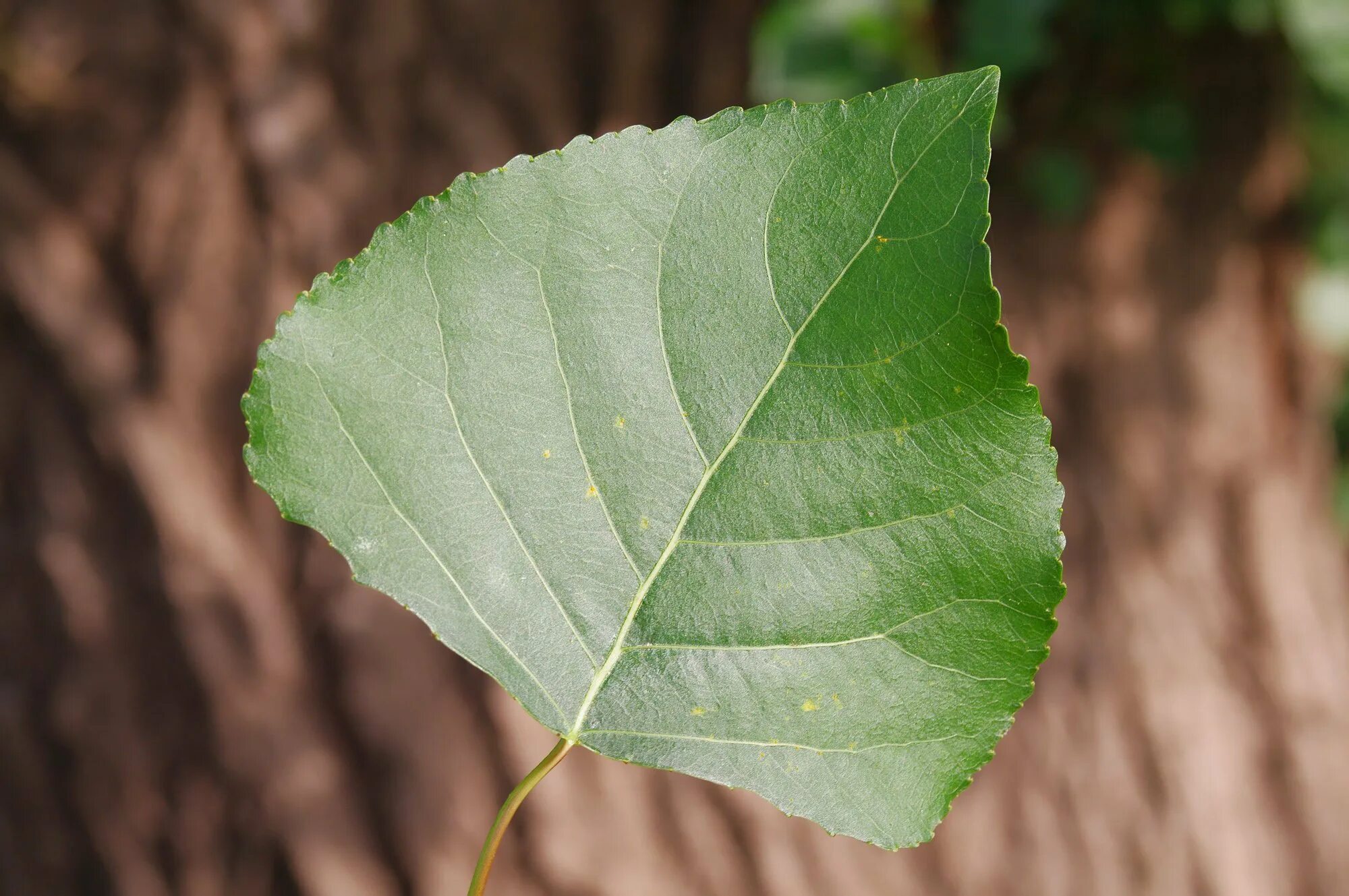 Как выглядит лист тополя. Populus nigra лист. тополь бальзамический листья. тополь черный осокорь листья. лист тополя.