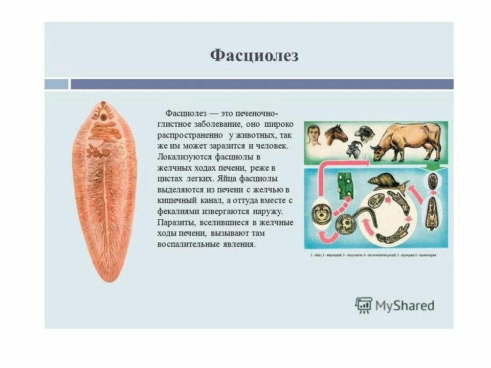 Фасциолез животных паразитология. Печеночный сосальщик фасциола. Паразит печеночный сосальщик.