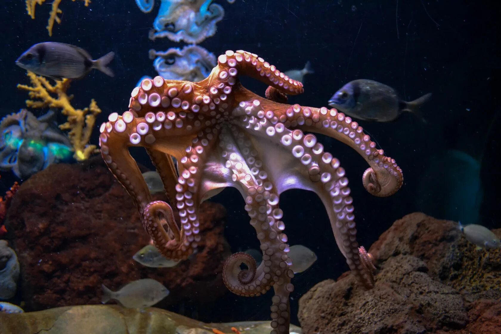 Осьминог это животное или нет. Карликовый осьминог. Карибский рифовый осьминог. Октопус осьминог. Москвариум осьминог Дофлейна.