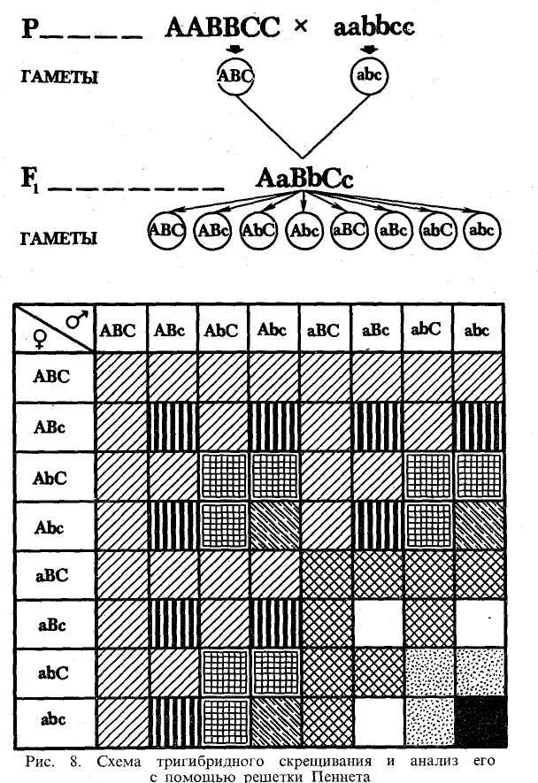 Гамет генотипа aabbcc