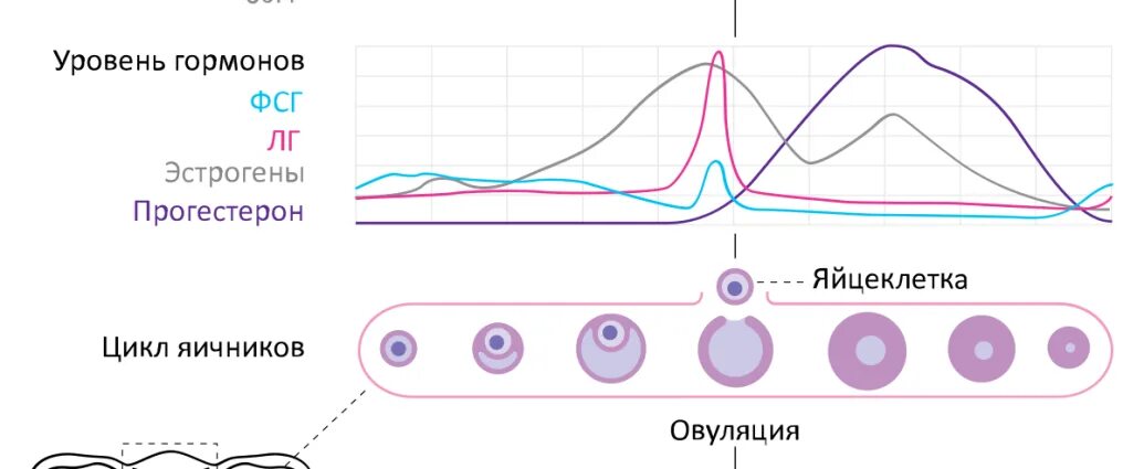 Овуляция чувствительность. Прогестерон цикл. Прогестерон овуляционная фаза. Цикл эстрогена и прогестерона. Прогестерон в овуляцию.