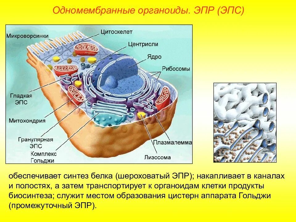 А также внутреннее и. Строение органоидов цитоплазмы. Двумембранные и одномембранные органоиды клетки. ЭПС строение органоида. Синтез белка органоид клетки.