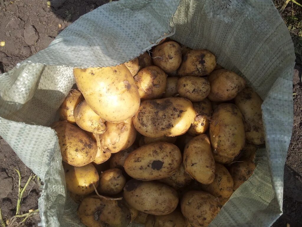 Примабель сорт картофеля описание. Сорт картофеля сантэ. сорт картофеля импала. сорта картофеля импала семенной. голландские сорта картофеля импала.