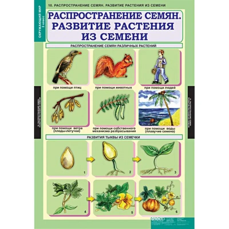 Наглядные пособия по окружающему миру. Наглядность по окружающему миру. Наглядность по окружающему миру таблица.