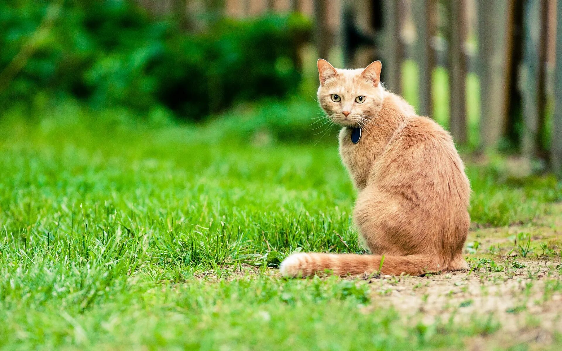 кошка сидит спиной. спина полосатого кота. кошка сидит спиной. кот пушистый рыжий. кошка со спины.