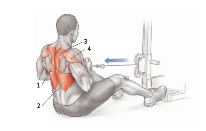Упражнения на ромбовидные мышцы спины. Тяга Нижнего блока анатомия. Тяга Нижнего блока мышцы. Тяга блока сидя мышцы.