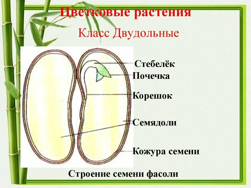 Почечка фасоли. Строение семян класса однодольных и двудольных.. Рисунок однодольного и двудольного фасоли. Строение семени двудольного растения рисунок. Строение семени растения 6 класс биология.