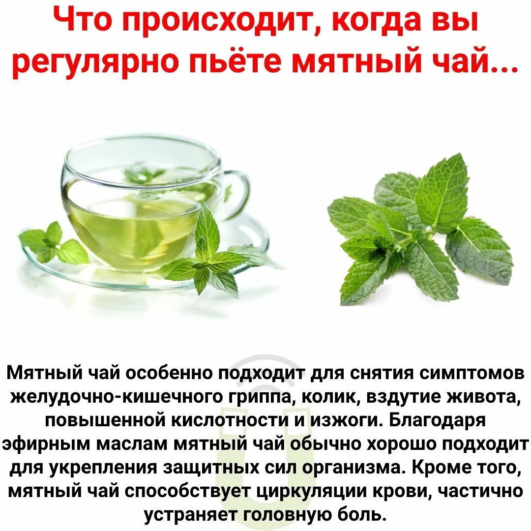 Мята чай полезные свойства. Для чего полезен мятный чай. мятный чай при болях в кишечнике. для чего полезна мята в чае. мальчикам нельзя мятный чай.