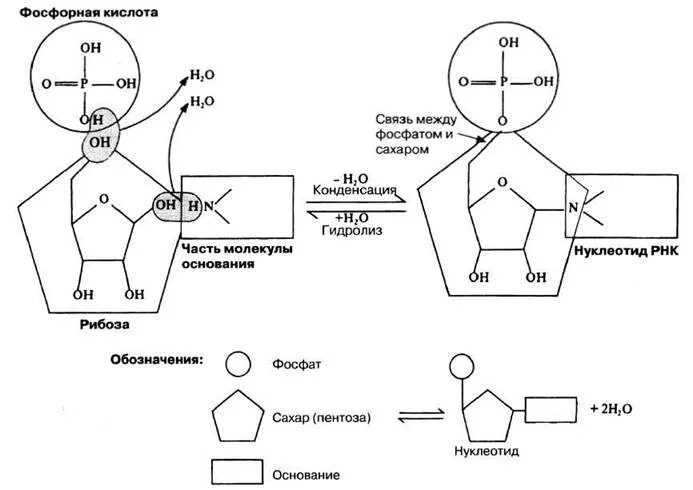 Нуклеоиды рнк. ТРНК сахар пентоза. Строение нуклеотида РНК. Нуклеотид РНК схема. Схема нуклеотида ДНК И РНК.