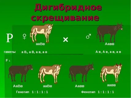 Задание на дигибридное скрещивание