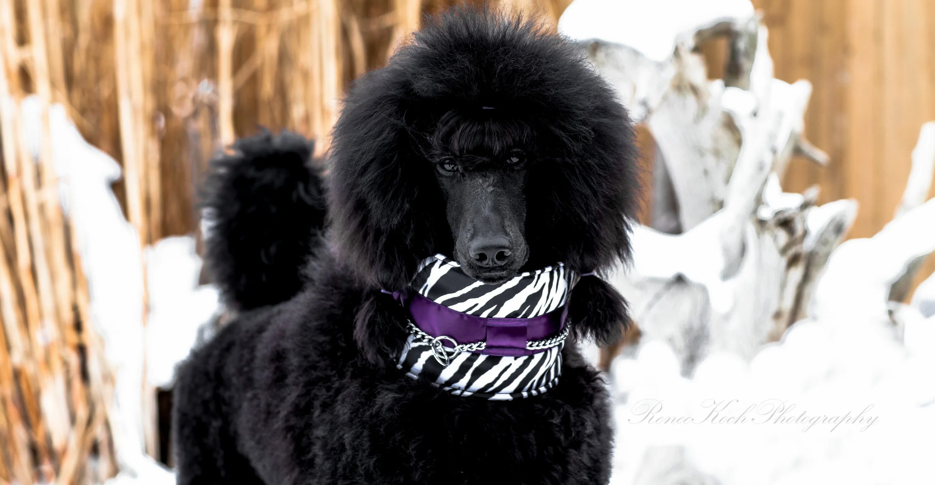 Ошейник для той пуделя. Красивые ошейники для пуделей. Королевский шнуровой пудель. Королевский пудель трусовой. Ошейник для пуделя.