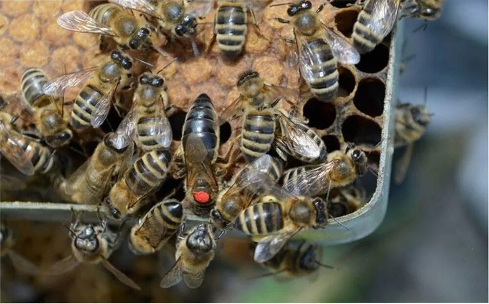 Породы пчел купить. Пчеломатка Карпатка. Карпатка Тип Вучковский 77 линия. Украинская Степная пчела. Московский Тип Карпатской породы пчел 54.