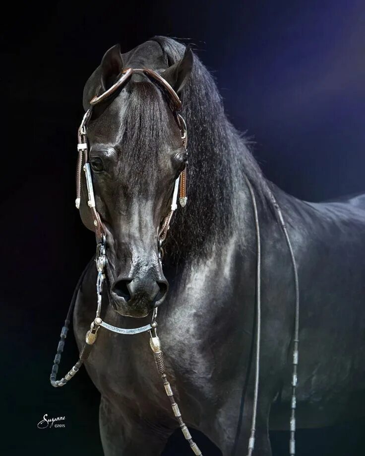 Найти арабский скакун. Арабская Скаковая порода лошадей. Арабская лошадь (арабский скакун). Лошади арабские скакуны. Конь арабский скакун.