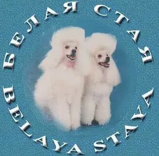 Кличка белого пуделя 4
